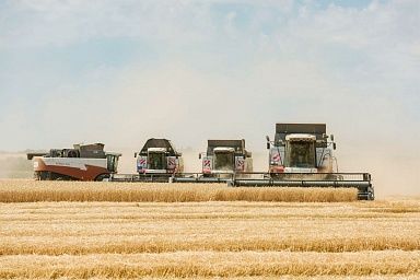 К уборке озимой пшеницы приступили 20 районов Саратовской области