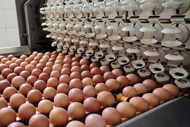 В 2023 году в ДНР увеличилось производство яиц