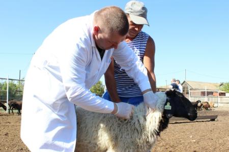 Донские ветврачи в прошлом году сделали мелкому рогатому скоту почти два миллиона прививок