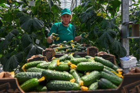 В 2022 году появятся новые программы стимулирования сельхозотрасли Ставропольского края