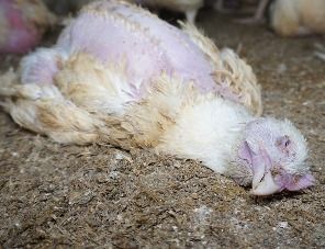 На северо-западе Курской области выявлены два очага птичьего гриппа