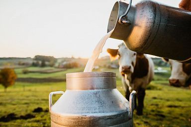 Объем производства молока в сельхозорганизациях Саратовской области вырос на 3,2%