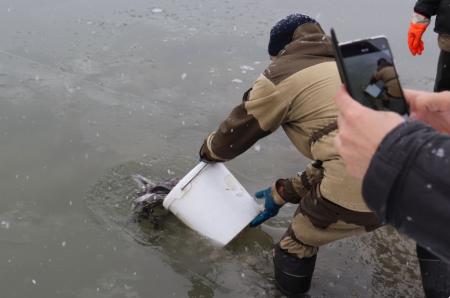 Новосибирский рыбзавод произвел выпуск молоди Сибирского осетра