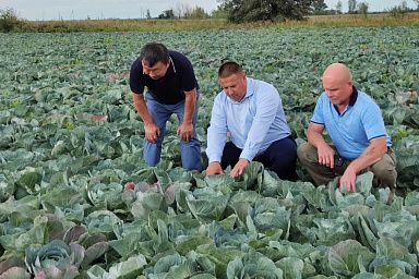 В хозяйствах Саратовской области растет производство овощей