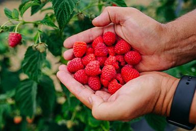 Благодаря проекту «Агростартап» в Ленинском районе Республики Крым начали выращивать малину в теплице
