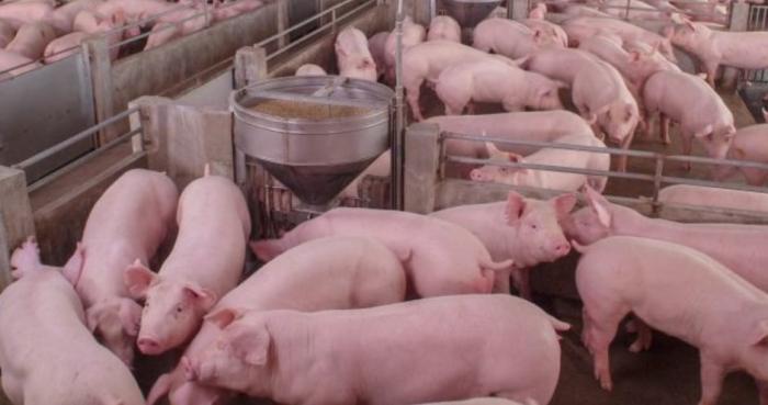 Ферма свинокомплекса «Ударный» в Омской области сменила владельца