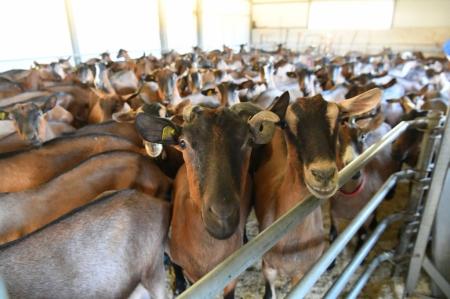 Удмуртия в 2021 году нарастила производство козьего молока на 73%