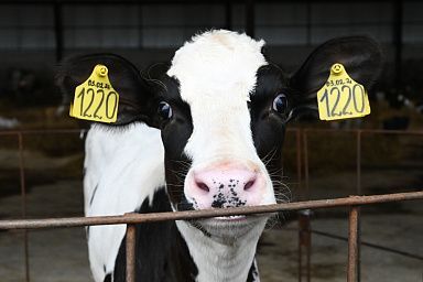 В Вологодской области открылся животноводческий комплекс на 685 коров