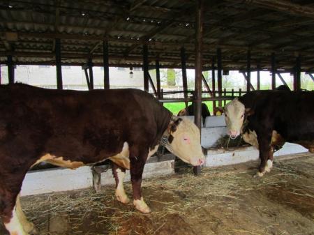 На Ставрополье разводят племенных быков для улучшения генофонда крупного рогатого скота