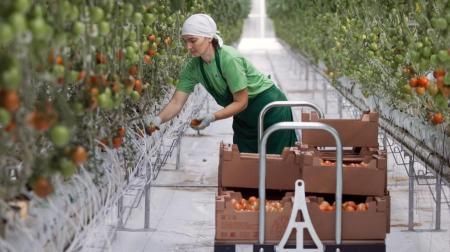 Минсельхоз Крыма осуществляет прием документов на получение субсидий на производство овощей закрытого грунта