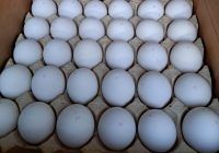 Видео: Россельхознадзор проконтролировал очередные поставки турецких пищевых яиц в Россию