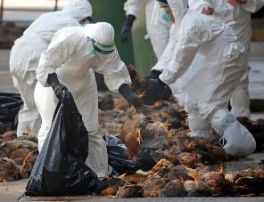 Во Франции снимают карантинные ограничения по птичьему гриппу