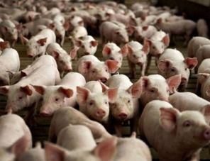Поголовье свиней в Германии сократилось на 9%, тенденция сохраняется
