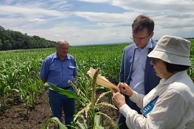 Ставропольские ученые вносят вклад в развитие отечественного семеноводства