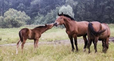 Покататься на лошади и подоить корову: в селе Мамоново Новосибирской области развивается агротуризм