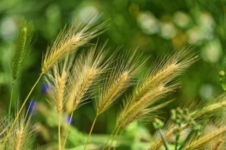 В Башкортостане продолжается сев кормовых культур