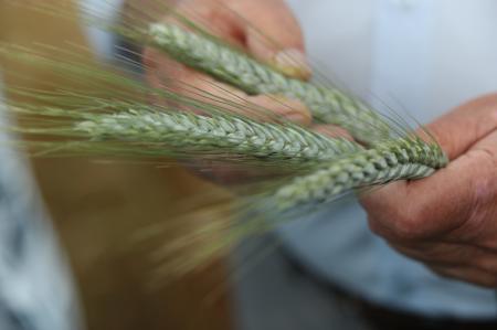 Экспорт продукции АПК из Башкирии за пять месяцев превысил 79 млн долларов