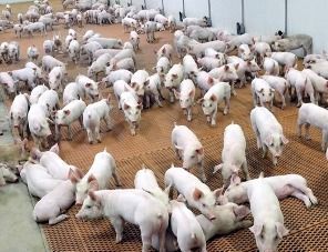 В «Черкизово» испытан искусственный интеллект для точного учета свиней