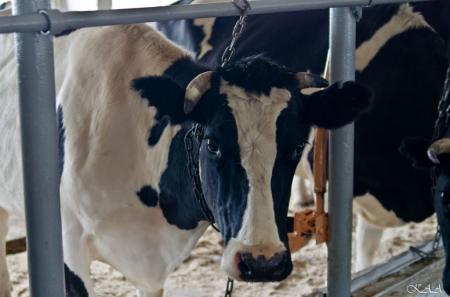Три инвестиционных проекта Иркутской области в сфере молочного животноводства получат федеральную поддержку в 2021 году