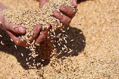 Еще почти 350 млн рублей получат липецкие производители зерновых культур