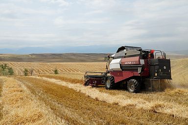 В Дагестане близится к завершению уборка озимых зерновых культур