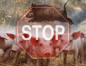В Орловской области выявлен новый объект, инфицированный вирусом африканской чумы свиней