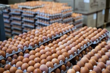 Производство яиц в Московской области выросло на 5,2%