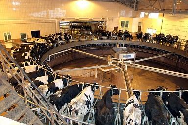 Три компании из Липецкой области вошли в рейтинг Топ-100 производителей молока
