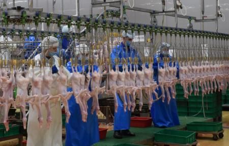 Крупный инвестпроект Новосибирской области обеспечит жителей региона новым полезным продуктом: утиным мясом