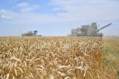 Саратовские аграрии собрали более 7 млн тонн зерна