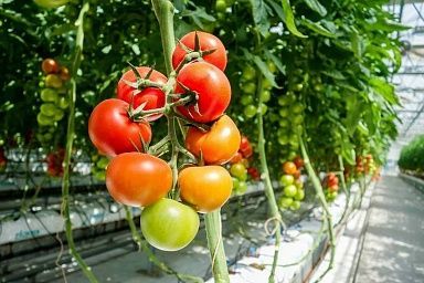 Производство тепличных овощей в России увеличилось на 6,2%