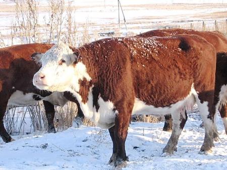 В текущем году аграрии Оренбуржья приобретут более 5 тыс. голов скота высокопродуктивных пород