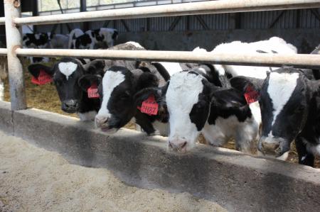 На Ставрополье с помощью господдержки будут развивать молочное животноводство