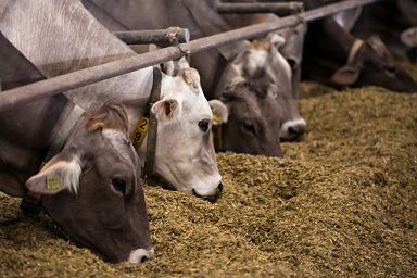 Объём реализации молока в сельхозорганизациях вырос на 2,9%