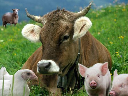 В Липецкой области растет производство мяса птицы, свинины и молока