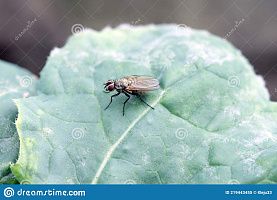 Весенняя капустная муха, малая капустная муха (Delia radicum)