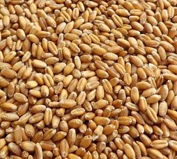 Пшеница мягкая яровая