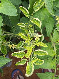 Вирус желтой скручиваемости листьев томатов