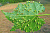Виноградная филлоксера (Viteus vitifolii)