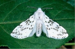 Американская белая бабочка (Hyphantria cunea)