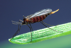 Гессенская муха (Mayetiola destructor)