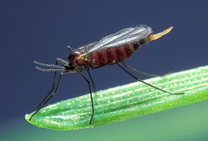 Гессенская муха (Mayetiola destructor)