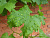 Виноградный войлочный клещ (Eriophyes vitis)