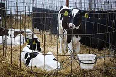 Министерство АПК Херсонской области оказывает поддержку отрасли животноводства
