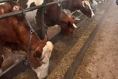 В текущем году томские фермеры получат господдержку на производство молока