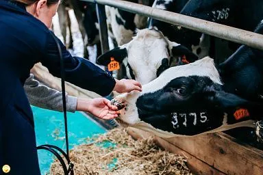 Поддержку на производство молока получил 141 сельхозтоваропроизводитель Чувашии