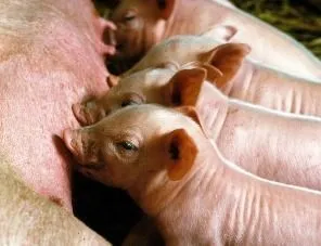 ГК «Агропромкомплектация» направит 8 млрд рублей на развитие производства свинины в Курской области