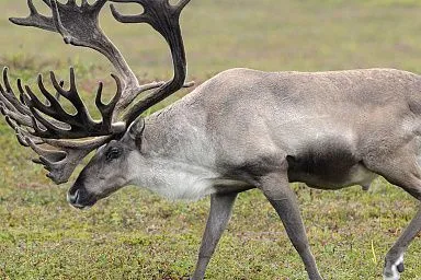 На Ямале начнут производить гематоген из оленьей крови