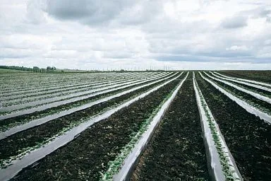 В Яльчикском округе Чувашии появилась первая фермерская ягодная плантация