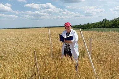 Специалисты филиала «Донецкий» Россельхозцентра провели фитосанитарный мониторинг полей ДНР
